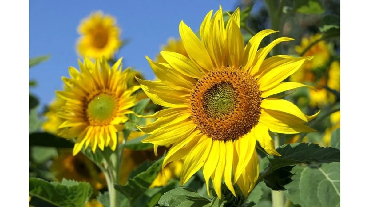 Por qué el girasol y el maíz agotan tu jardín: el error del suelo