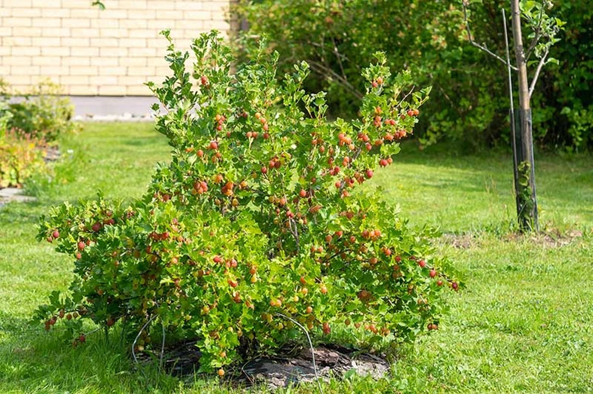 El secreto de los jardineros expertos para tener grosellas del tamaño de una ciruela - image 1