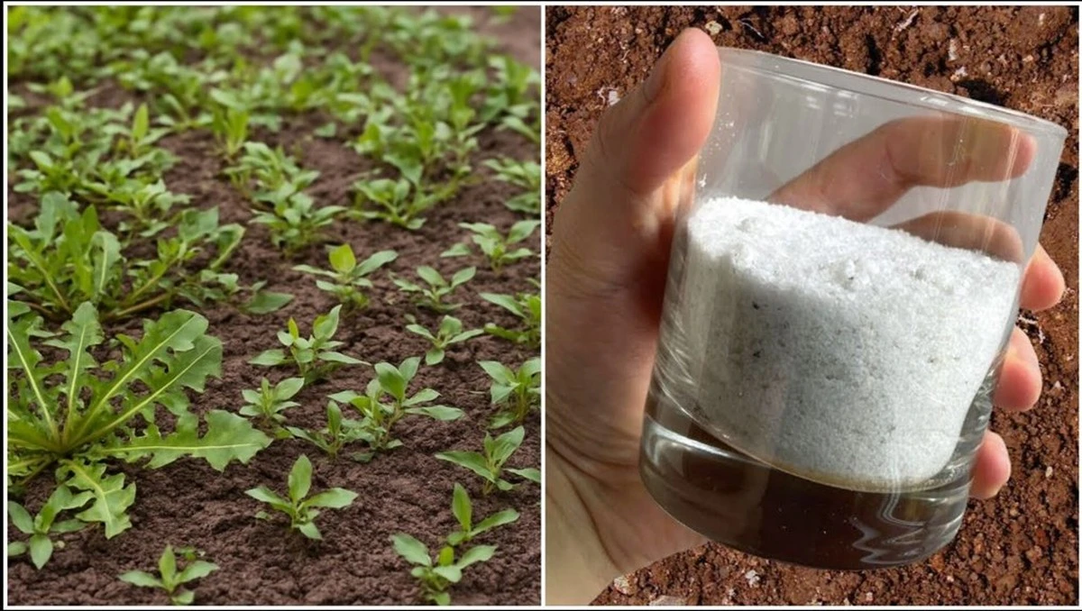 Adiós malezas: cómo 10 paquetes de sal por 4 euros mantendrán tu jardín libre de malas hierbas toda la temporada