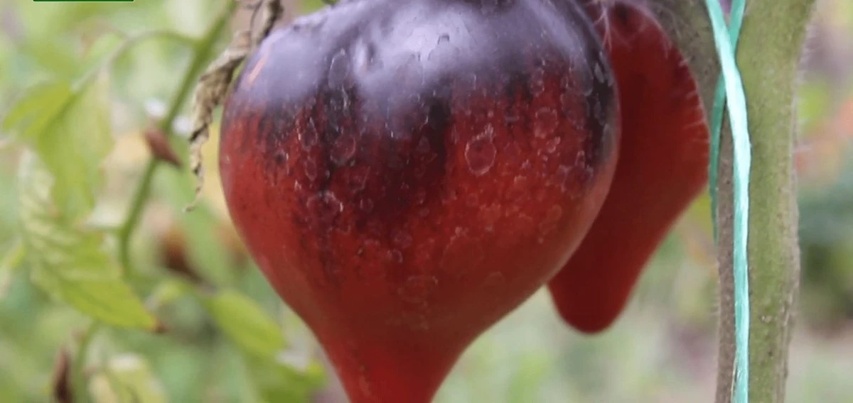 Tres décadas cultivando tomates rojos, hasta que probé los negros y descubrí todo el sabor que me estaba perdiendo