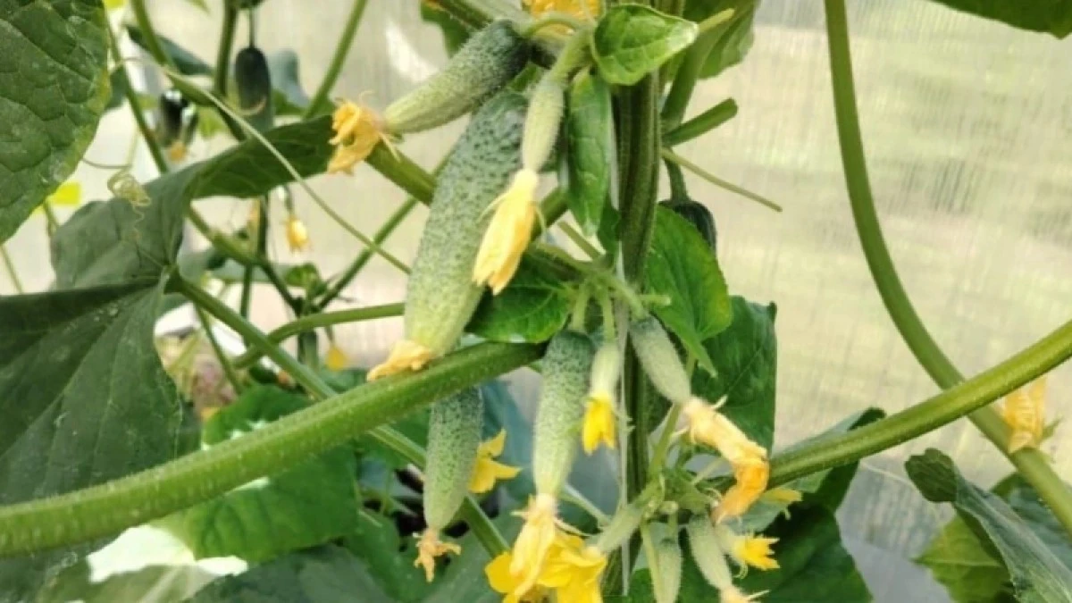 Por qué los agricultores expertos entierran una esponja bajo sus pepinos en junio