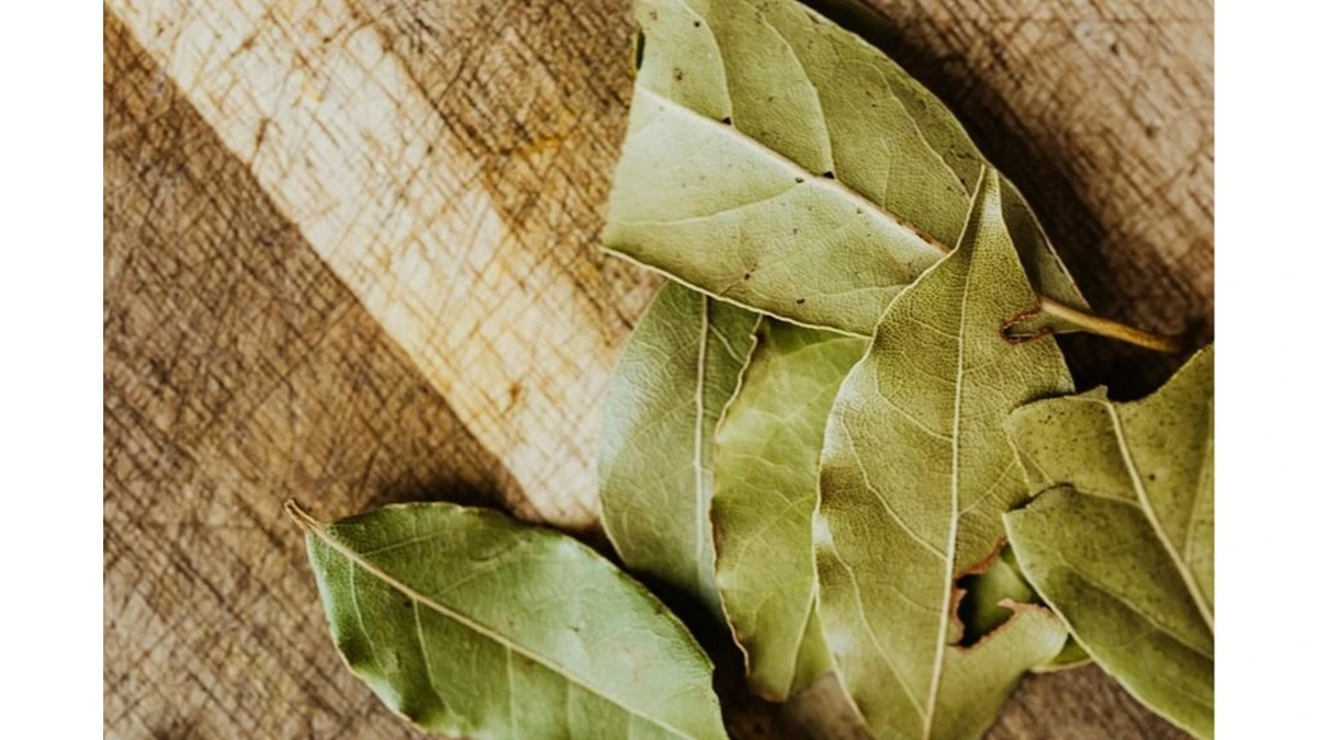 El secreto de mi huerto: enterro hojas de laurel a finales de febrero y mis resultados son asombrosos durante 20 años