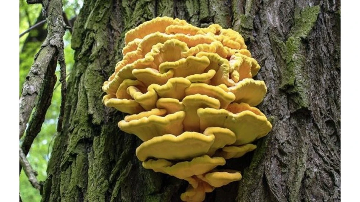 El hongo 'pollo' del bosque: cómo lo ignoré durante 10 años y ahora es mi tesoro culinario