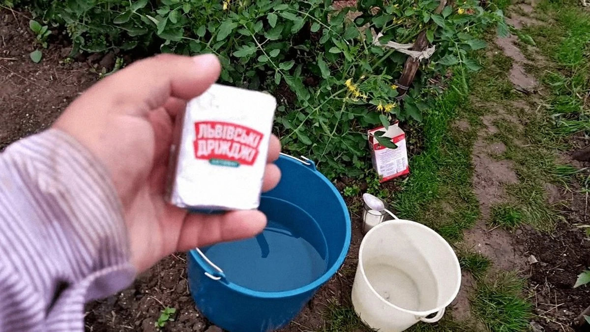 Por qué las plantas de mi jardín revivieron tras añadir esta mezcla de levadura