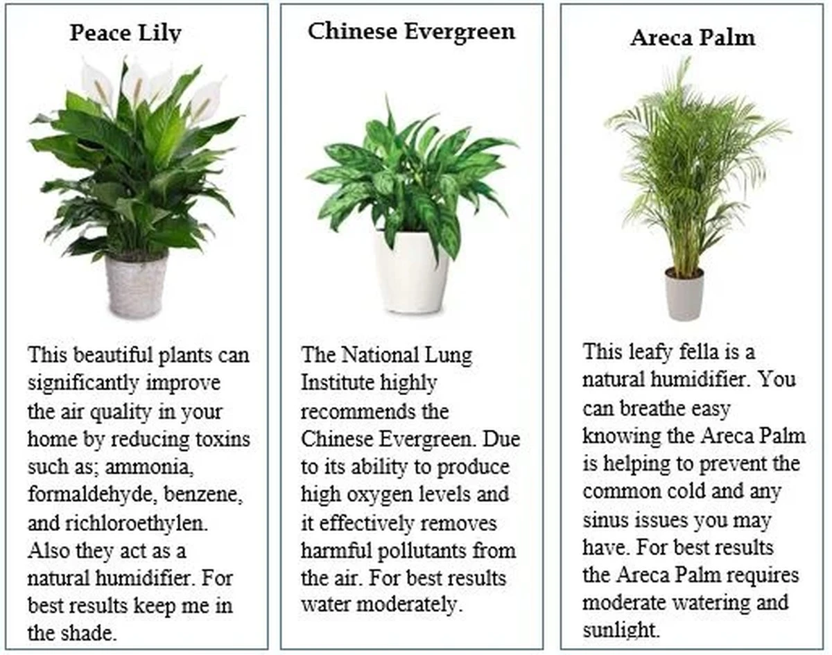 elsecretodemive-extra-1.webp El secreto de mi vecina: Esta planta de interior que todos ignoran es un tesoro para la digestión - image 1