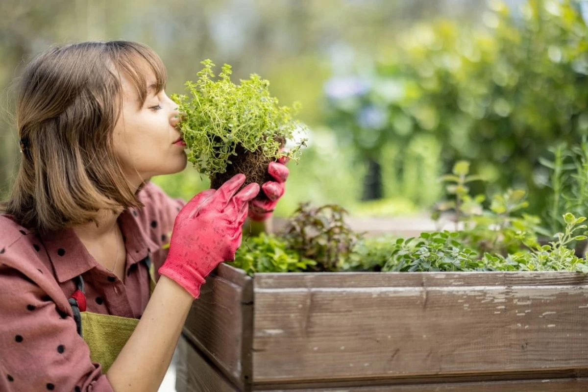 porquedeberiasd-extra-1.webp Por qué deberías dejar de usar abono: este cultivo restaura cualquier suelo en una temporada - image 1