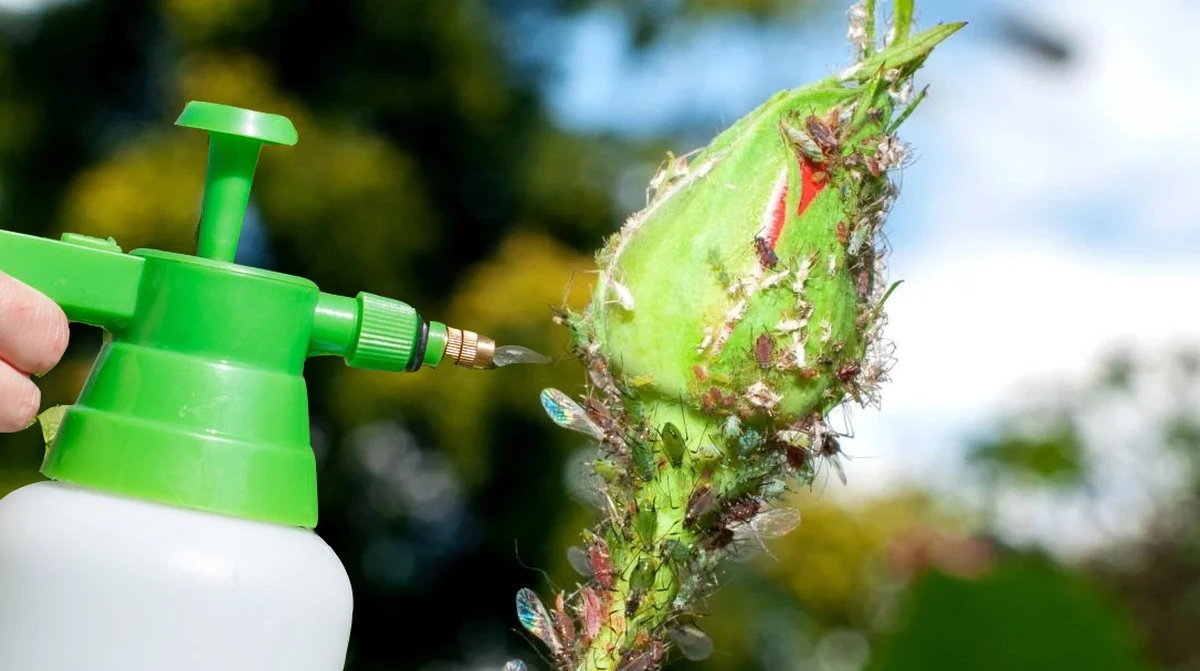 Por qué los jardineros expertos añaden un chorro de amoniaco al agua de riego