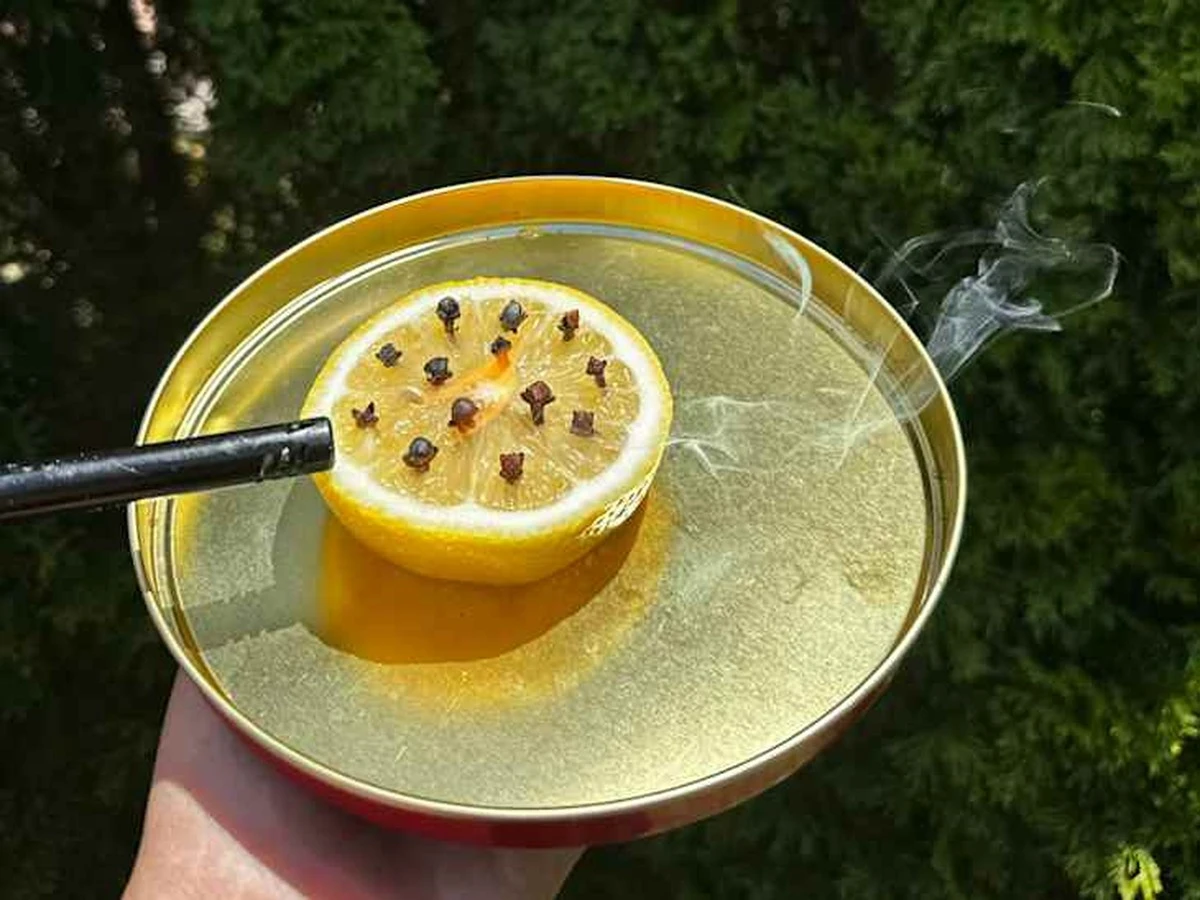 Repelente de mosquitos y garrapatas casero: el secreto de apenas 2 euros que usan tus vecinos - image 1