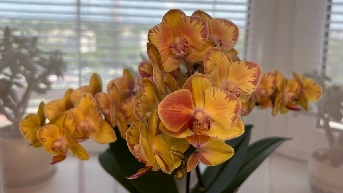 El secreto de las floristas: 1 ampolla de farmacia revive tus orquídeas