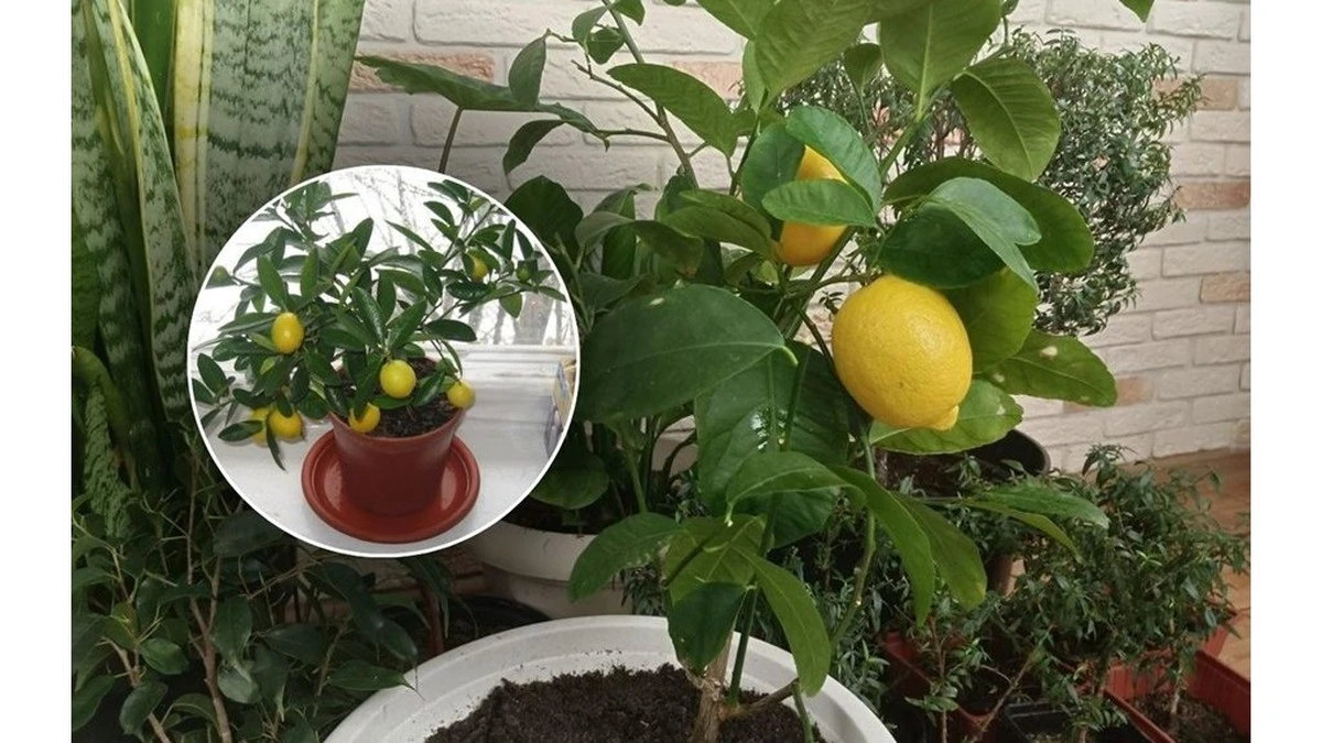 Mi limonero llevaba un año 'dormido' hasta que un solo gránulo lo transformó en 28 días