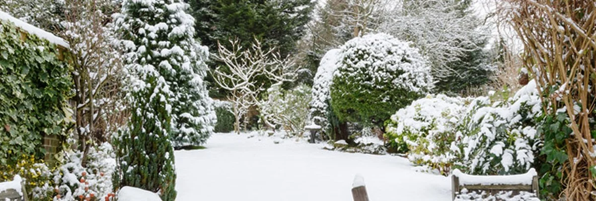 Enero: El mes clave para tu cosecha; quien descuide el jardín en invierno, no cosechará ni cebollín - image 1