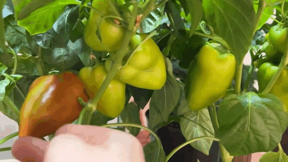 Revolución en tu huerto: Por qué no debes cultivar pimientos en macetas grandes