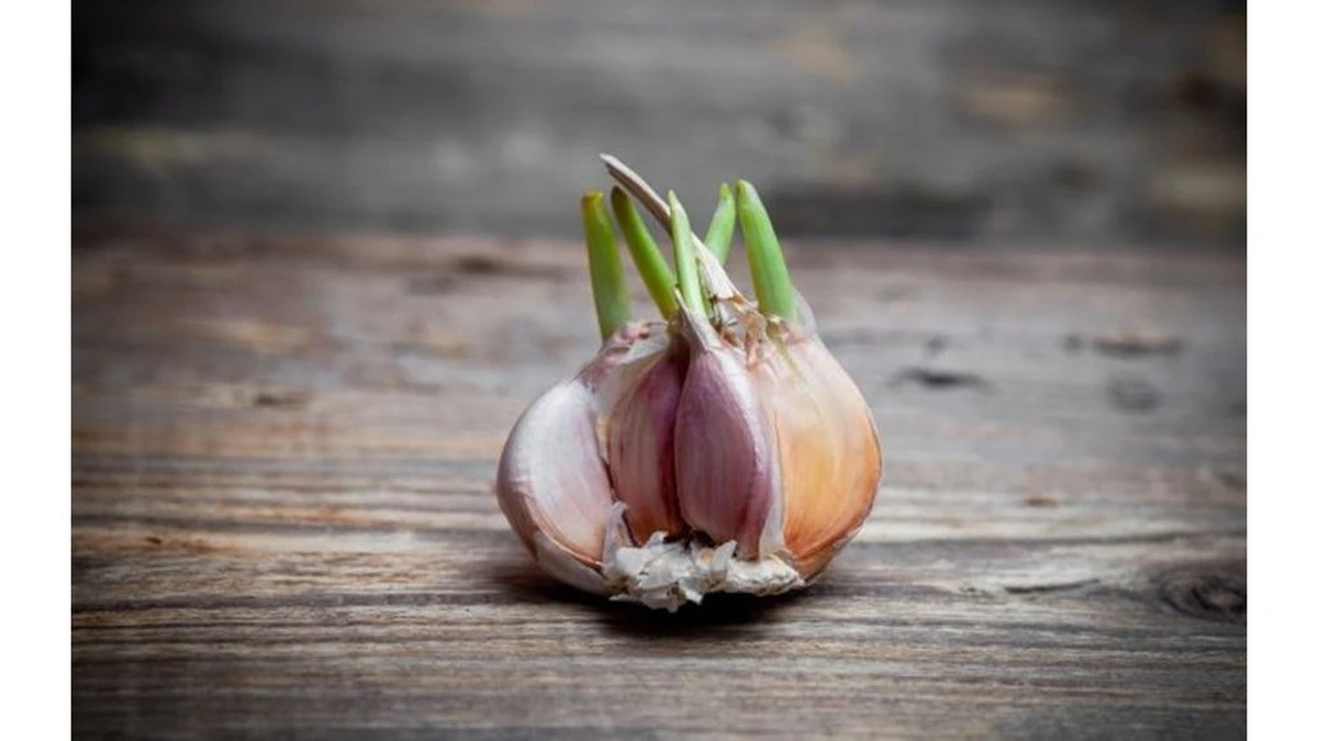 Por qué tiré el ajo germinado toda mi vida - un error que ahora corrijo