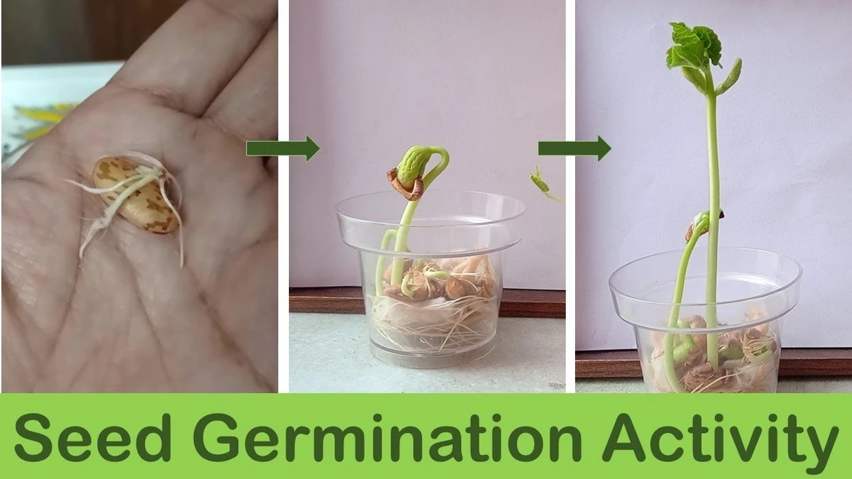 Dos gotas de alóe y ajo transforman semillas viejas: ¡germinan en días! - image 1