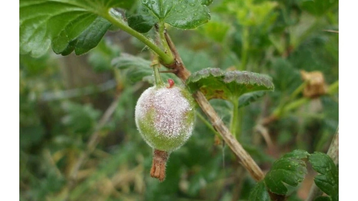 Por qué una cucharada de bicarbonato es suficiente para frenar el oídio en tus plantas