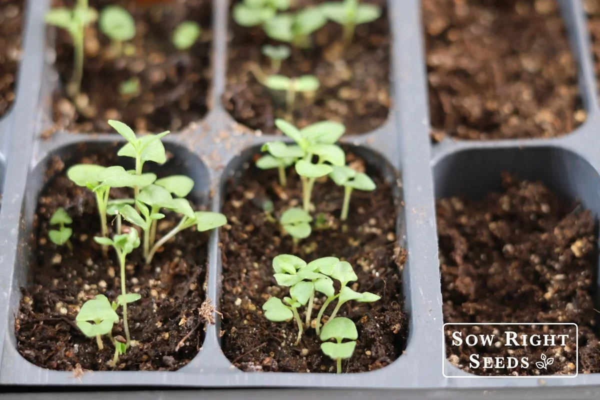 Siembra de lavanda en enero: El secreto para arbustos fuertes y saludables - image 1