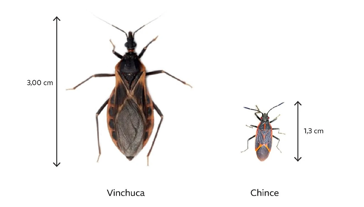 Valeriana: tu arma secreta contra las chinches que huele a ajos para vampiros - image 1