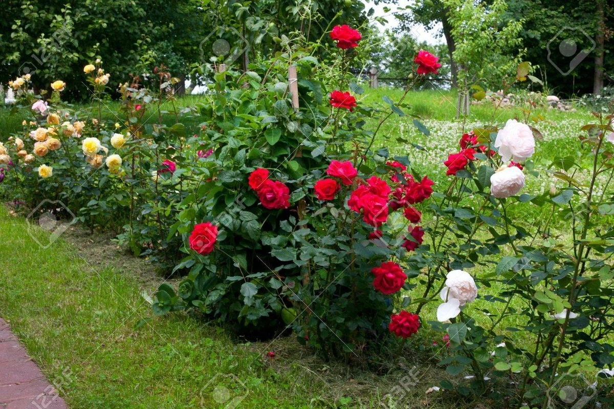 porquemivecinal-extra-1.webp Por qué mi vecina lleva 40 años cultivando rosas sin fertilizantes (y yo me sentí tonto) - image 1