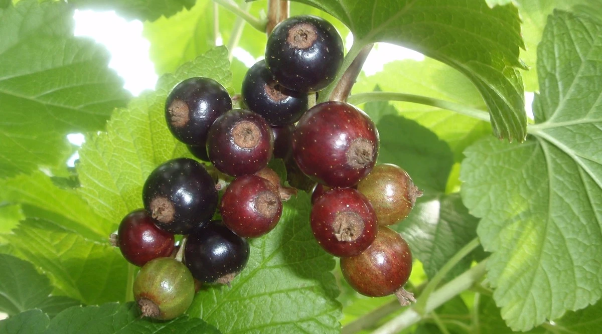El secreto de agrónoma para duplicar tu cosecha de grosellas: Un solo gesto en marzo - image 1