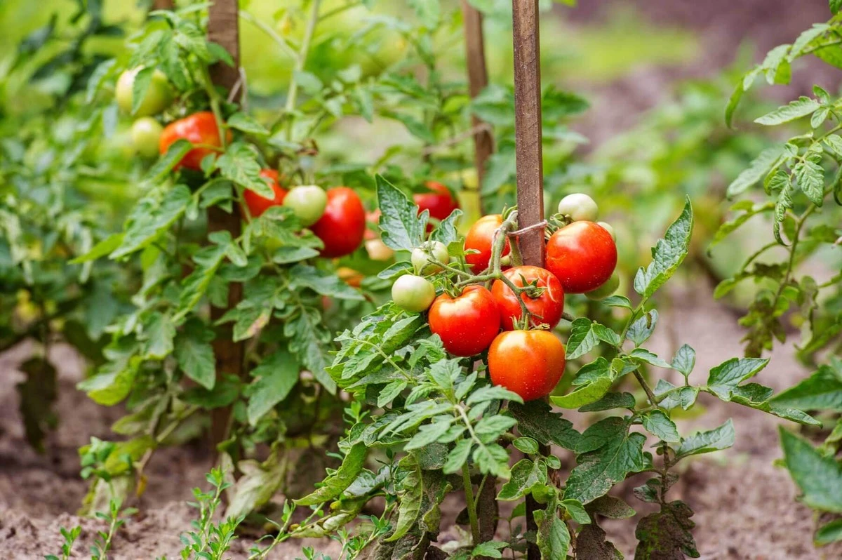 El ingrediente secreto para que tus tomates no se llenen solo de hojas y empiecen a florecer - image 1