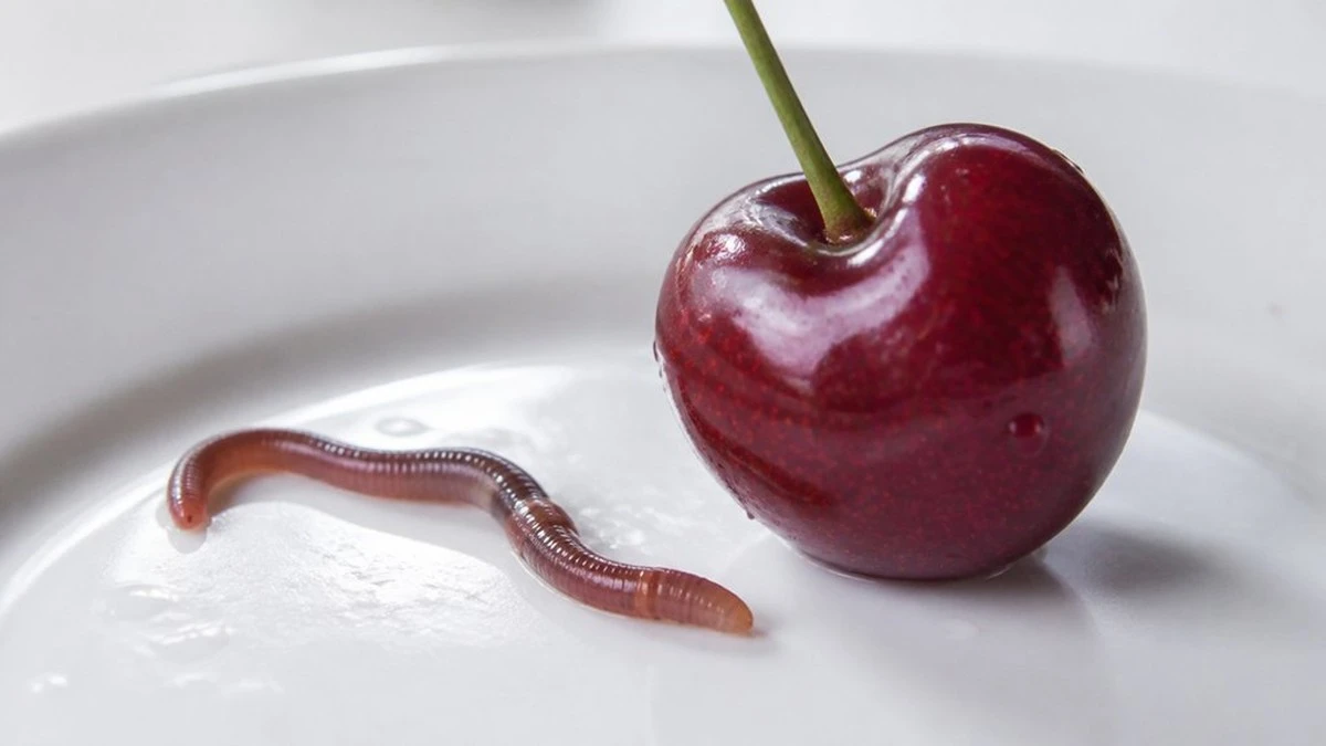 Por qué no deberías tirar tus cerezas si encuentras un pequeño habitante dentro