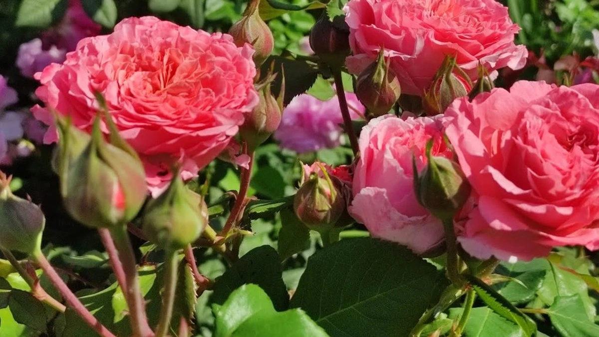 El secreto que mi vecino jardinero reveló sobre mis rosales desnudos