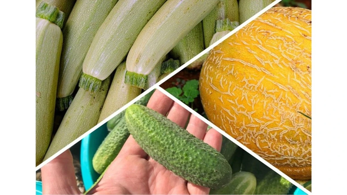 El truco del vaso de abono fermentado para duplicar tu cosecha de pepinos y melones
