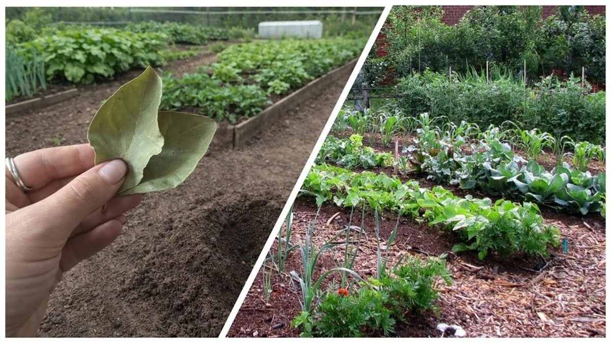 La abuela escondía una hoja de laurel en su huerto: la razón detrás de su increíble cosecha